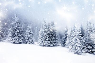 Christmas Background with Snowy Fir Trees