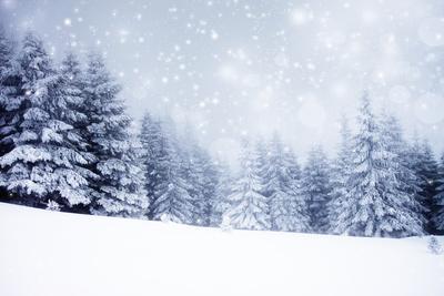 Christmas Background with Snowy Fir Trees