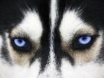 Close Up On Blue Eyes Of A Dog-melis-Photographic Print