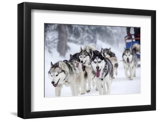 Photographic Print, , large