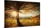 Wood Mount