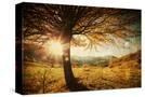 Stretched Canvas