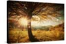 Stretched Canvas