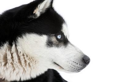 Portrait of a Husky Dog