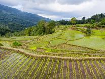 Rice paddies in Tana Toraja, Sulawesi, Indonesia, Southeast Asia, Asia-Melissa Kuhnell-Photographic Print