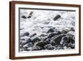 Brown Frame