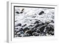 White Frame