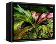 Canvas Black