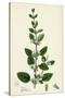 Melissa Officinalis Common Balm-null-Stretched Canvas