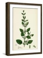 Melissa Officinalis Common Balm-null-Framed Giclee Print