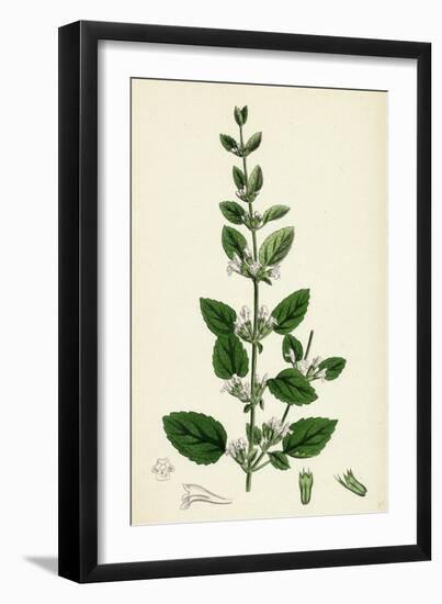 Melissa Officinalis Common Balm-null-Framed Giclee Print