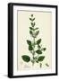 Melissa Officinalis Common Balm-null-Framed Giclee Print