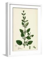 Melissa Officinalis Common Balm-null-Framed Giclee Print