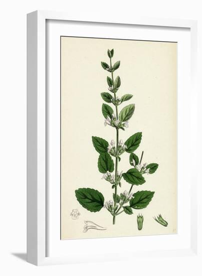 Melissa Officinalis Common Balm-null-Framed Giclee Print