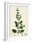 Melissa Officinalis Common Balm-null-Framed Giclee Print