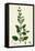Melissa Officinalis Common Balm-null-Framed Stretched Canvas