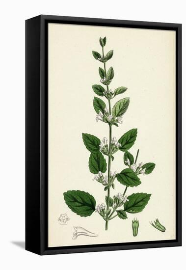 Melissa Officinalis Common Balm-null-Framed Stretched Canvas