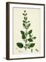 Melissa Officinalis Common Balm-null-Framed Giclee Print
