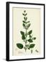 Melissa Officinalis Common Balm-null-Framed Giclee Print