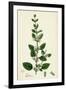 Melissa Officinalis Common Balm-null-Framed Giclee Print