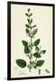 Melissa Officinalis Common Balm-null-Framed Giclee Print