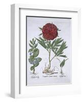 Melissa, Paeony and Odontoglossum, from Hortus Eystettensis, by Basil Besler-null-Framed Giclee Print