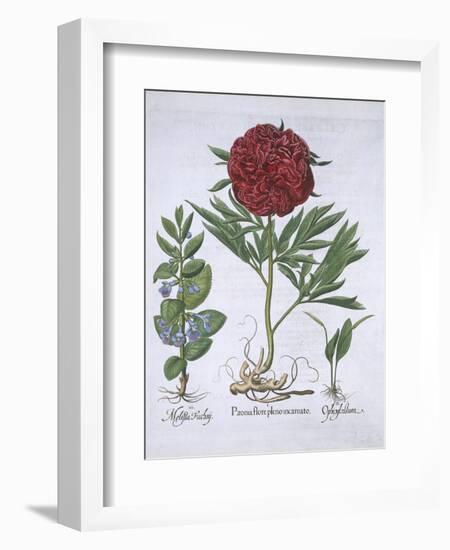 Melissa, Paeony and Odontoglossum, from Hortus Eystettensis, by Basil Besler-null-Framed Giclee Print