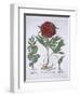 Melissa, Paeony and Odontoglossum, from Hortus Eystettensis, by Basil Besler-null-Framed Giclee Print