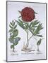 Melissa, Paeony and Odontoglossum, from Hortus Eystettensis, by Basil Besler-null-Mounted Giclee Print