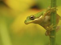 Detail of Banana Leaf at the North Carolina Zoological Park in Asheboro, North Carolina-Melissa Southern-Photographic Print