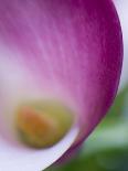 Variety of Exotic Begonia in Sarah P. Duke Gardens in Durham, North Carolina-Melissa Southern-Photographic Print