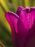Detail of Tulip in Garden in Fuquay Varina, North Carolina-Melissa Southern-Photographic Print