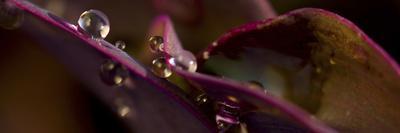 Variety of Exotic Begonia in Sarah P. Duke Gardens in Durham, North Carolina-Melissa Southern-Photographic Print