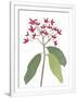 Gramercy White