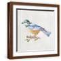 Brown Frame