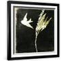 Gramercy Black