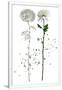 Gramercy White
