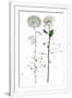 Gramercy White
