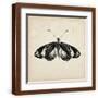 Brown Frame