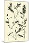 Wood Mount