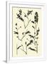 Gramercy White