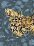 Laminate