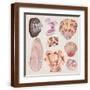 Brown Frame