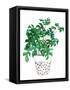 Canvas Black