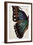 Brown Frame