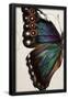 Essential Black