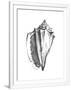 Gramercy White