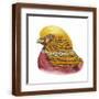 Brown Frame