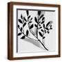 Brown Frame
