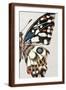 Brown Frame